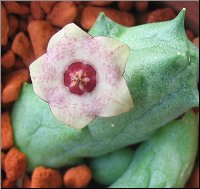 Duvalia parviflora X Huernia x